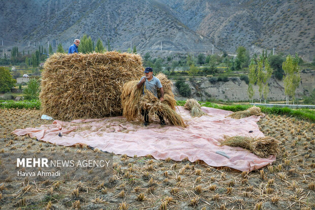 برداشت سنتی برنج در سوادکوه
