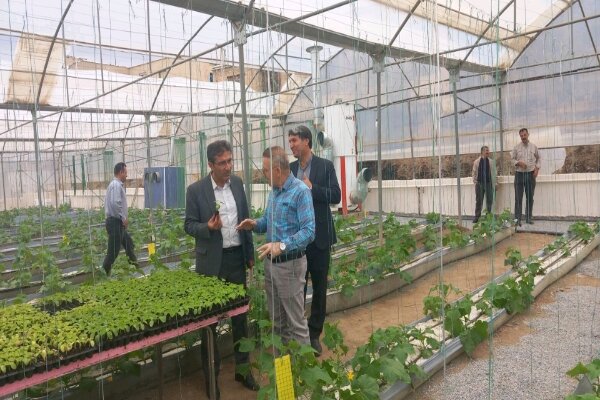 نخستین گلخانه هیدروپونیک هنرستان‌های غرب کشور در سنندج راه‌اندازی شد