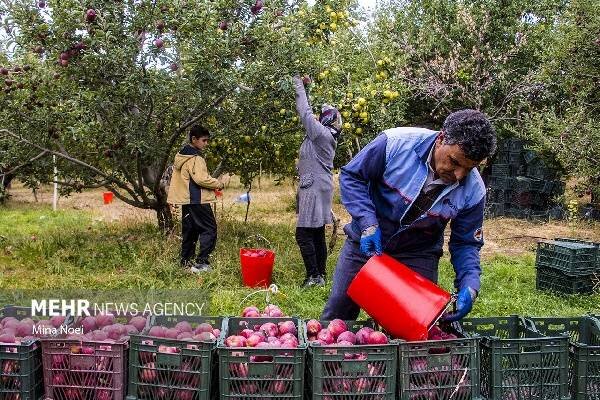 آغاز برداشت سیب از باغات شاهرود؛ برآورد تولید ۳۶ هزار تن است