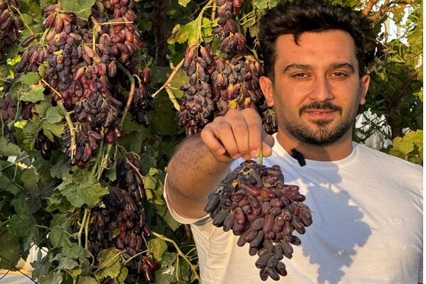 آشنایی با یکی از بزرگترین تولیدکنندگان نهال انگور موندراپ شناسه‌دار