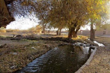 درختان۷۰۰ساله کرمان در معرض خشکیدگی؛ انتقال آب خلیج فارس چاره ساز نیست