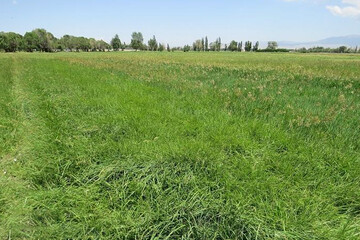 معرفی نخستین ارقام گراس های علوفه ای کشور