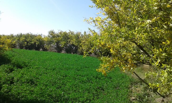 درختان۷۰۰ساله کرمان در معرض خشکیدگی؛ انتقال آب خلیج فارس چاره ساز نیست