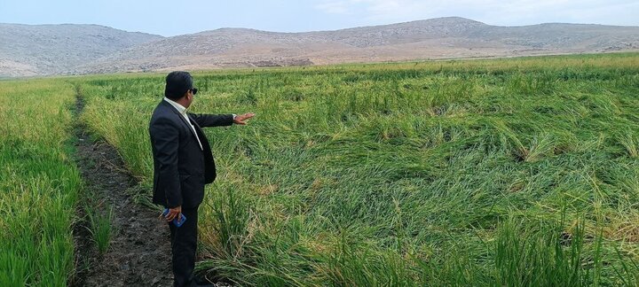دسترنج کشاورزان درهشهری زیر سیلاب؛ ۳۴۵ میلیارد تومان خسارت وارد شد دسترنج کشاورزان درهشهری زیر سیلاب؛ ۳۴۵ میلیارد تومان خسارت وارد شد