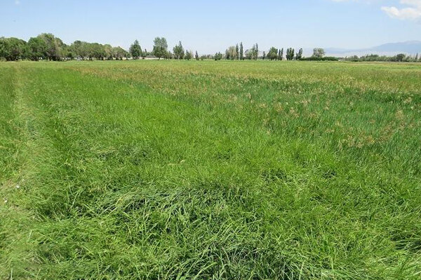 بررسی جامع: معرفی نخستین ارقام گراس های علوفه ای کشور | مهر - کد caee