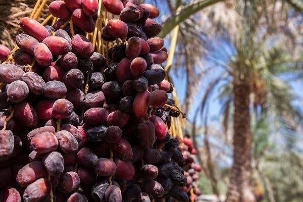خرماداران بمی درانتظار تدبیر مسئولان؛ ۳۰ درصد خرمای سال قبل در سردخانه