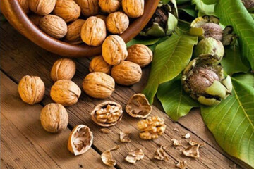 ثمرین زیر سایه طلای سبز جان گرفت؛ استقبال گسترده از جشنواره گردو