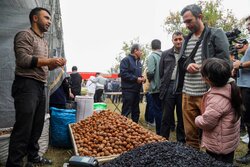جشنواره گردوی ثمرین اردبیل