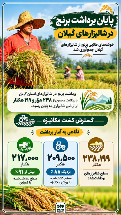 اینفوگرافیک؛ آخرین جزئیات برداشت برنج در شالیزارهای گیلان
