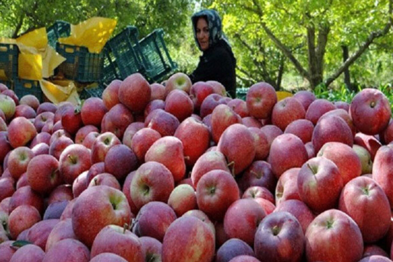 سیب مشگینشهر در انتظار فرآوری؛ هدررفت محصول در نبود صنایع تبدیلی