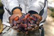 Planning ongoing to export 250 tons of dates to neighbors