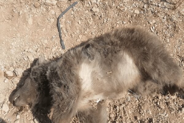 تلف شدن خرس ماده بر اثر تصادف در بزرگراه شیراز-اصفهان تلف شدن خرس ماده بر اثر تصادف در بزرگراه شیراز-اصفهان