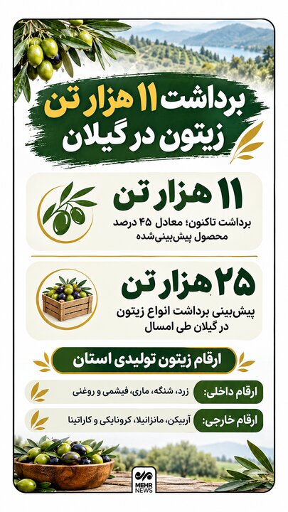 اینفوگرافیک؛ برداشت ۱۱ هزار تُن زیتون در گیلان
