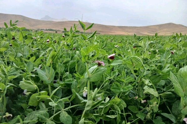 انعقاد قرارداد کشت نخودفرنگی علوفه‌ای در ۸۰۰ هکتار از اراضی کامیاران