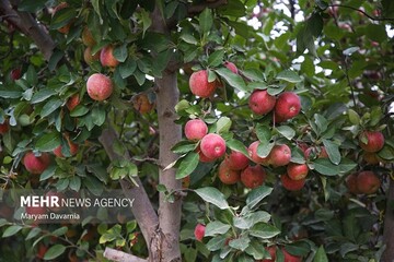 سیب باغداران کردستان به چرخه تنظیم بازار وارد شد
