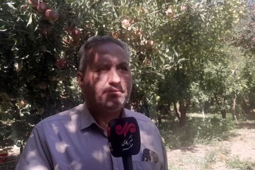 پیش‌بینی برداشت ۲۵۰ هزار تن سیب درختی از باغات دماوند