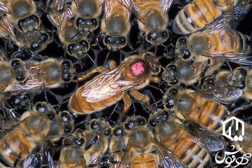 Hive Dwellers vs. Screen Players: Anatomy of Two Societies