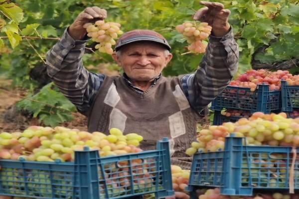 از رنج تاکستان تا قیمت‌های ناچیز؛ قصه پرغصه باغداران دراقانلو