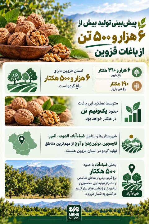 اینفوگرافیک؛ پیش‌بینی تولید بیش از ۶ هزار و ۵۰۰ تن گردو در باغات قزوین