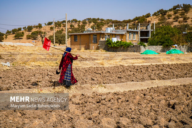 زنان روستایی؛ ستونهای پایداری تولید و امنیت غذایی زنان روستایی؛ ستونهای پایداری تولید و امنیت غذایی