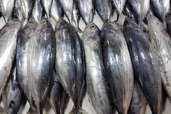 ثبت سفارش واردات ماهی تن از ۲۶ مهر