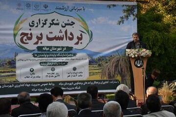 پیش‌بینی تولید ۱۷هزار تن برنج در میانه؛ رتبه نخست استان برای شالیزارها