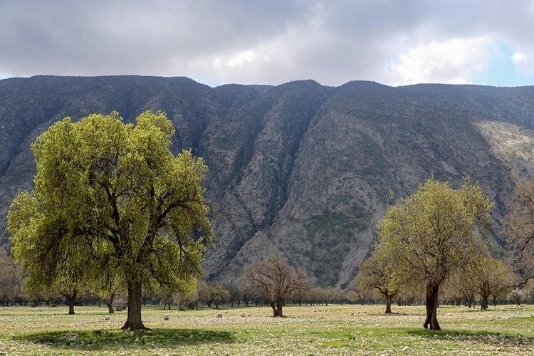 بلوط‌کُشی در زاگرس؛ دستگیری متخلفان پس از قطع ۶۸ اصله درخت