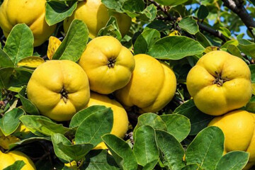 برداشت ۵۰۰۰ تُن «به» در کوثر