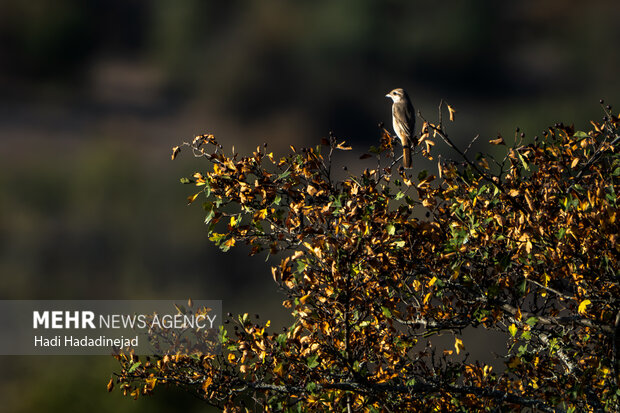 منطقه حفاظت‌شده پرور سنگسر