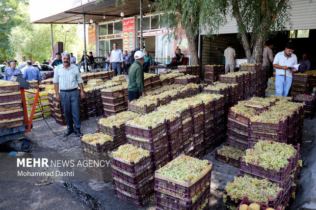 بازار داغ انگور در اردبیل
