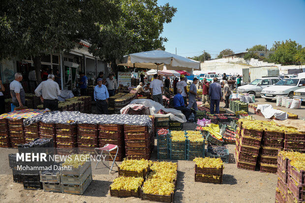 بازار داغ انگور در اردبیل