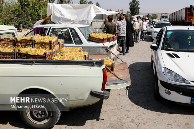 بازار داغ انگور در اردبیل