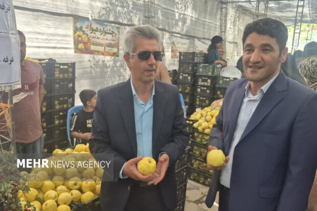 جشنواره «به» گیوی؛ پاییز برداشت، بهار شکوفایی