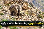 مشاهده خرس در منطقه حفاظت‌شده سبزکوه
