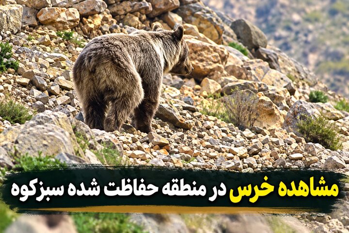 مشاهده خرس در منطقه حفاظت‌شده سبزکوه