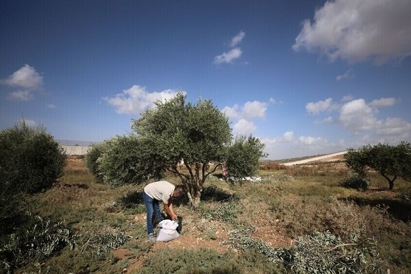 برداشت زیتون در جنوب لبنان با مشارکت کارگران سوری برداشت زیتون در جنوب لبنان با مشارکت کارگران سوری