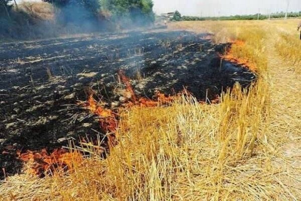 شناسایی کشاورزان متخلف به‌دلیل سوزاندن کاه و کلش در خرم‌آباد