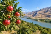تولید سالانه بیش از ۱۰ هزار تن انار در آذربایجان‌شرقی