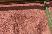 اجرای کشت مستقیم گندم دیم در ۴ هکتار از اراضی الیگودرز