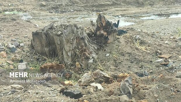 فرماندار اهر تشریح کرد؛ چرا تنه چنار کهنسال زگلیک فروخته شد؟