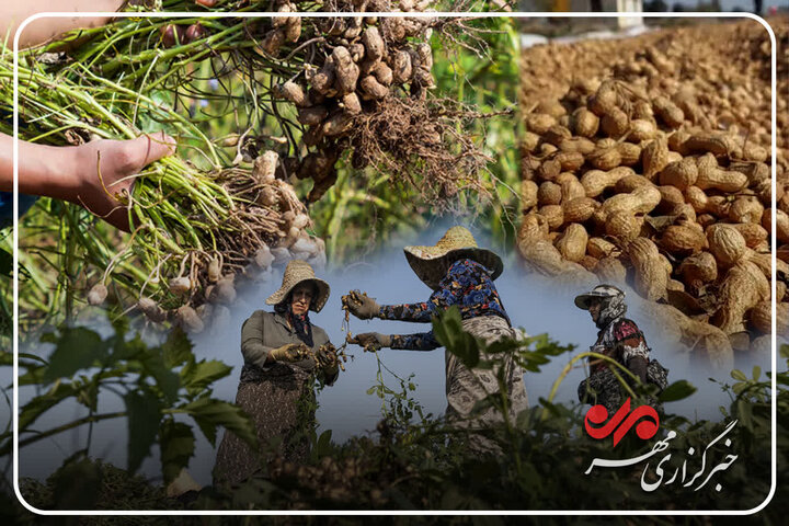 کشت قراردادی چگونه به توسعه بادام‌زمینی گیلان کمک می‌کند؟