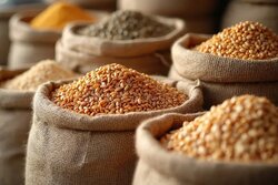 افت قیمت جهانی گندم و ذرت در برابر گرانی روغن و برنج