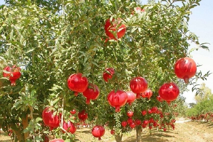 خاش؛ قطب تولید انار و بهرهمند از ظرفیتهای بینظیر کشاورزی