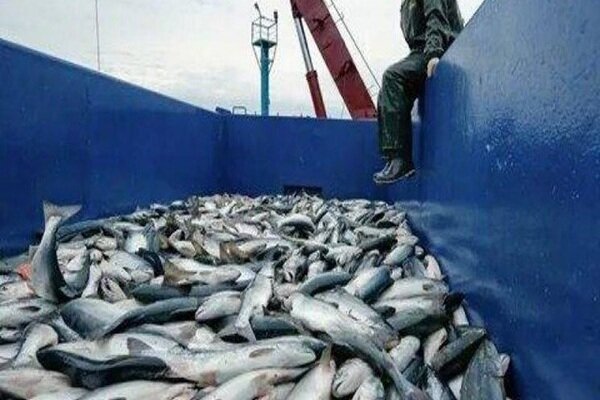 صادرات بیش از ۷ هزار تن ماهی  از چهارمحال و بختیاری