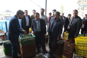 رفع موانع فرآوری زیتون راهی برای افزایش درآمد کشاورزان طارم است