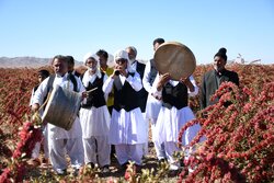 جشنواره زرشک در قائنات