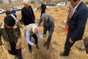 «پدر بلوط ایران» در دامنه آبیدر سنندج نهال بلوط کاشت