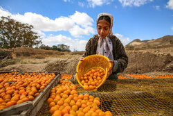 برداشت آلو بخارا در روستای شوقان جاجرم