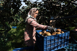 برداشت کیوی از باغات شهرستان تالش