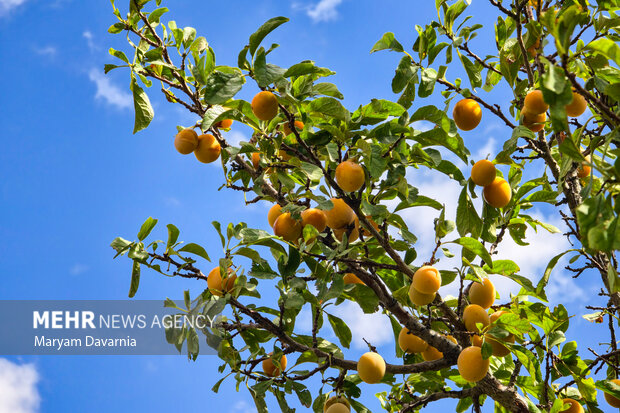برداشت آلو بخارا در روستای شوقان جاجرم